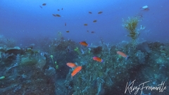 Callanthias australis