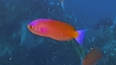 Callanthias australis