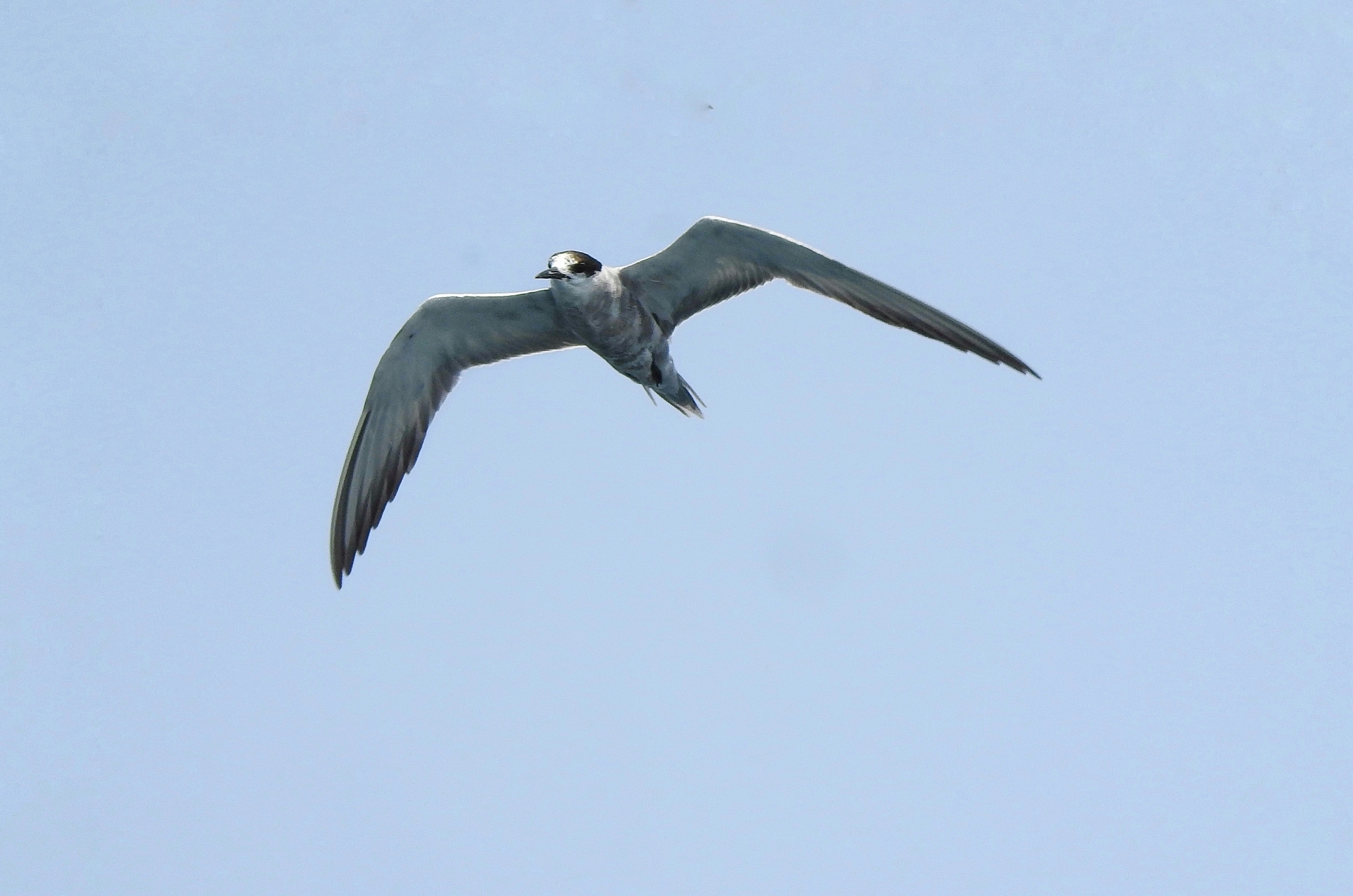 White-cheeked Tern (Sterna repressa)