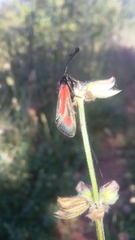 Zygaena punctum