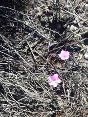 Oxalis commutata concolor