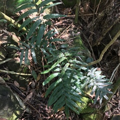 Bolbitis angustipinna