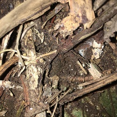 Bolbitis angustipinna