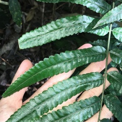 Bolbitis angustipinna