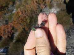 Oxalis commutata concolor