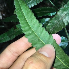 Bolbitis angustipinna