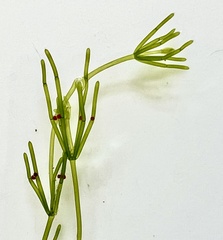 Chara australis