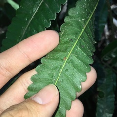 Bolbitis angustipinna