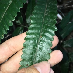 Bolbitis angustipinna