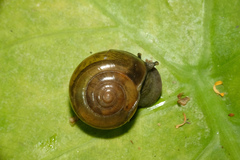 Macrochlamys hippocastaneum