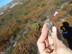 Oxalis commutata concolor