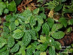 Elatostema parvum