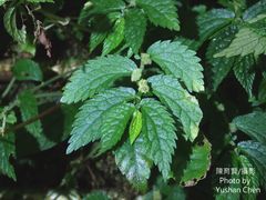 Elatostema parvum