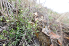 Adenonema