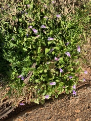 Mazus miquelii
