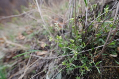Adenonema
