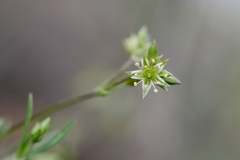 Adenonema