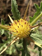 Centaurea iberica