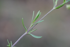 Adenonema