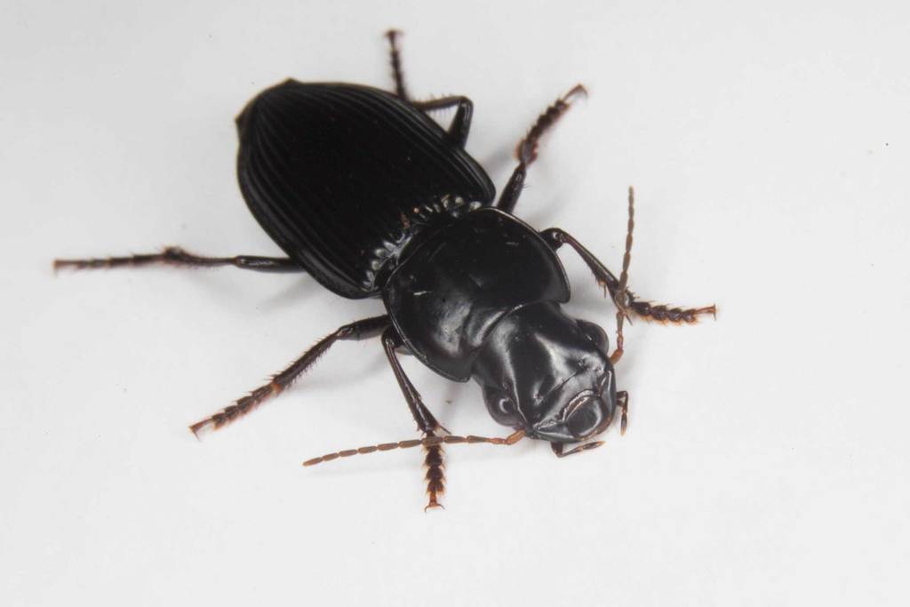 Gnathaphanus