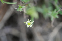 Adenonema