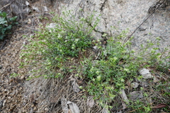 Adenonema