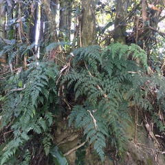 Davallia divaricata