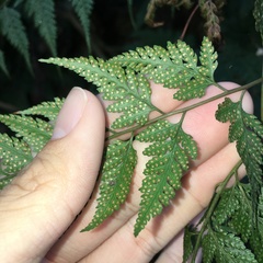 Davallia divaricata