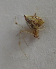 Cryptachaea meraukensis