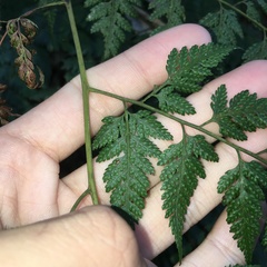 Davallia divaricata