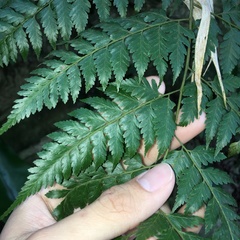 Davallia divaricata