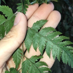 Davallia divaricata