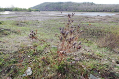 Hypericum longistylum
