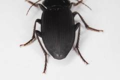 Gnathaphanus philippensis