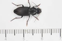 Gnathaphanus philippensis