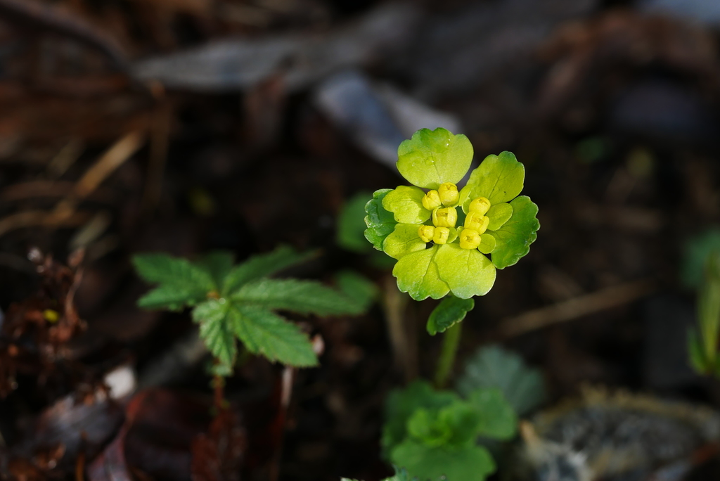 Chrysosplenium lectus-cochleae