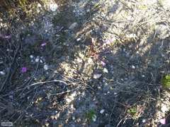 Oxalis commutata concolor