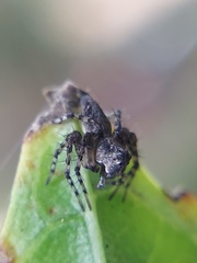 Oxyopes scalaris