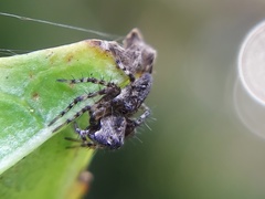 Oxyopes scalaris