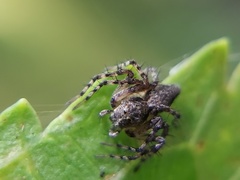 Oxyopes scalaris