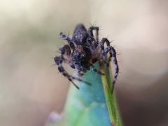 Oxyopes scalaris