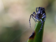 Oxyopes scalaris