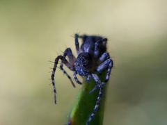 Oxyopes scalaris
