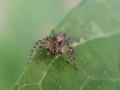 Oxyopes scalaris