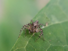Oxyopes scalaris