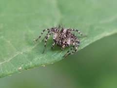 Oxyopes scalaris
