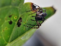 Oxyopes scalaris