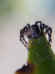 Oxyopes scalaris