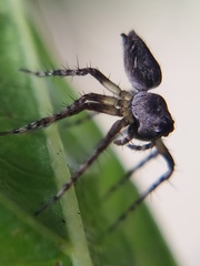 Oxyopes scalaris
