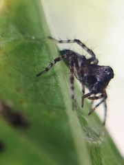 Oxyopes scalaris